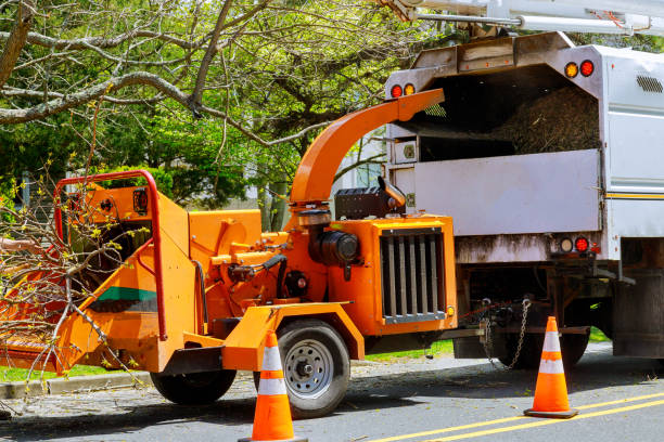 Best Tree Clearing Services  in USA